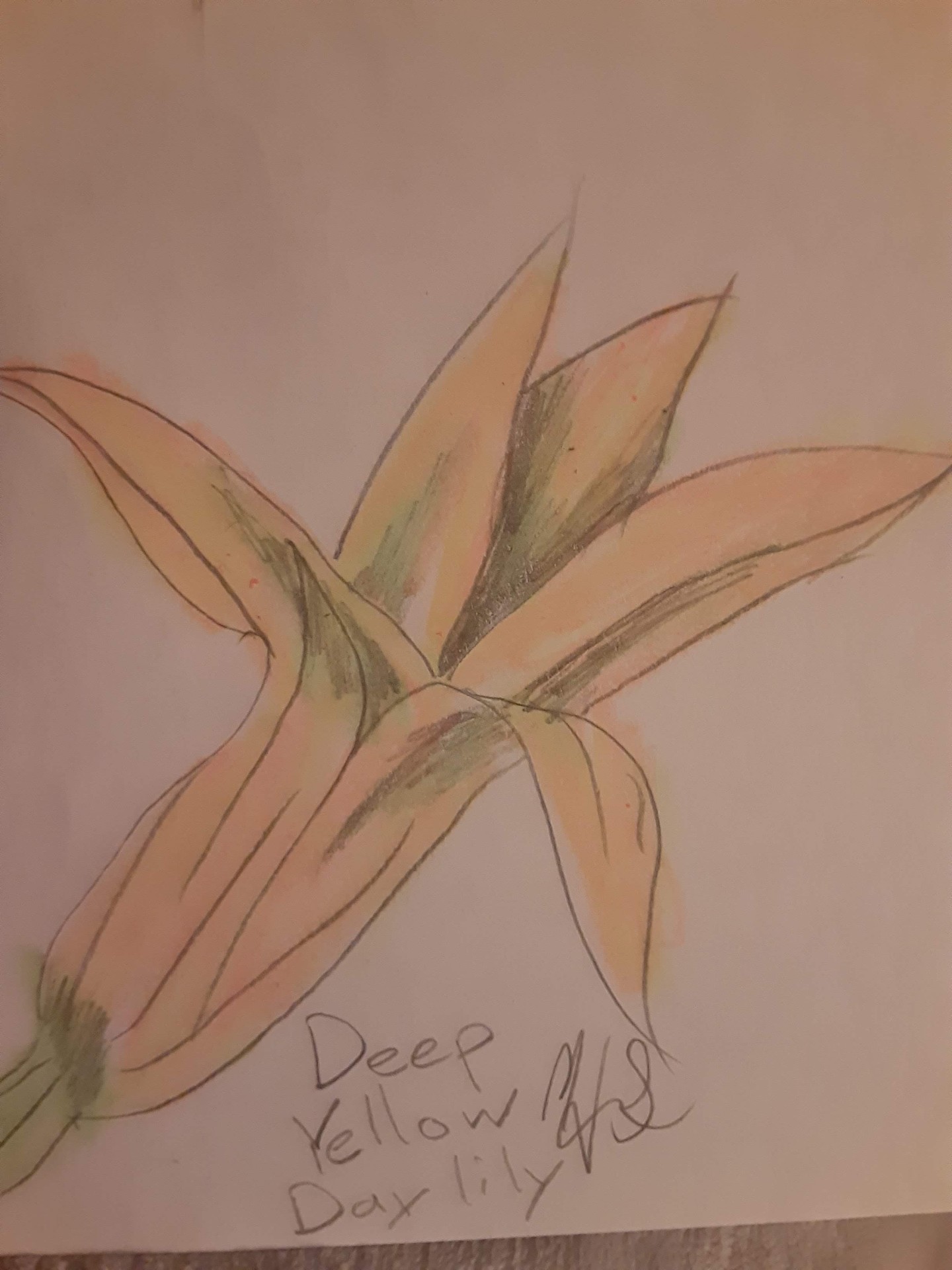 Deep Yellow Daylily — Colored pencil study by Hannah Joy Smith, 2021