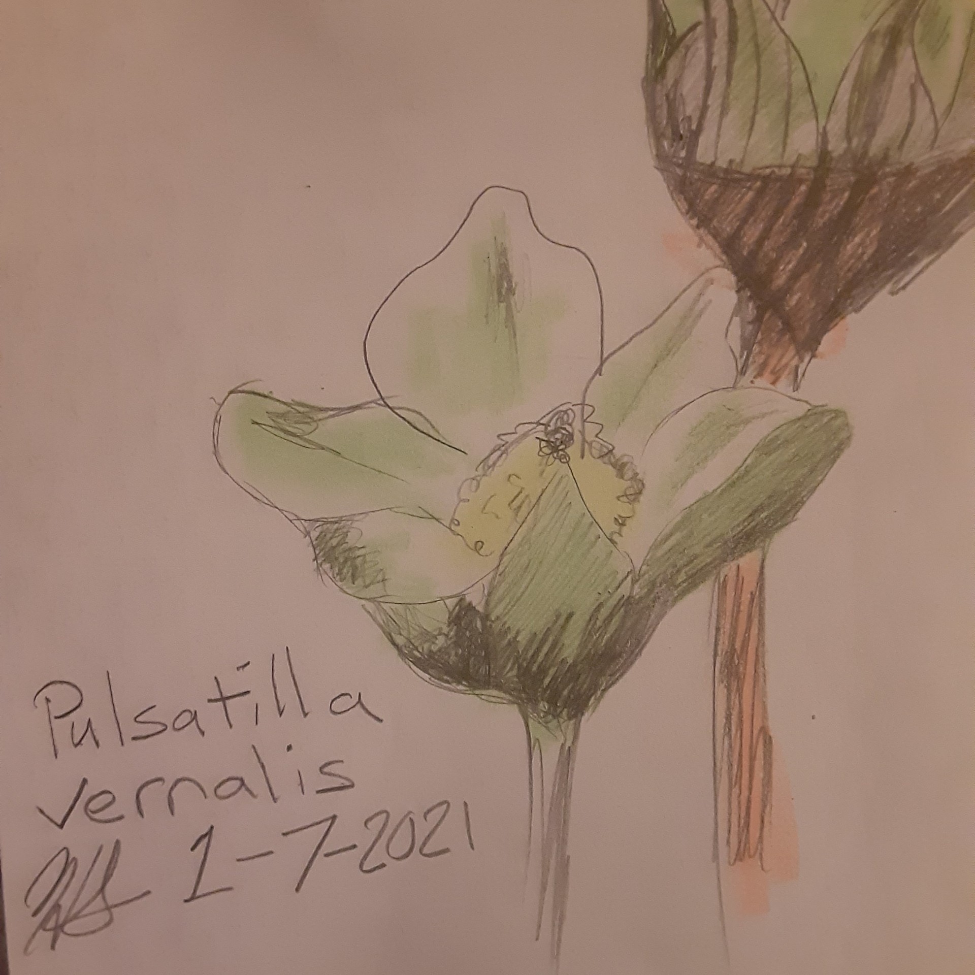 Pulsatilla Vernalis — Colored pencil study by Hannah Joy Smith, 2021